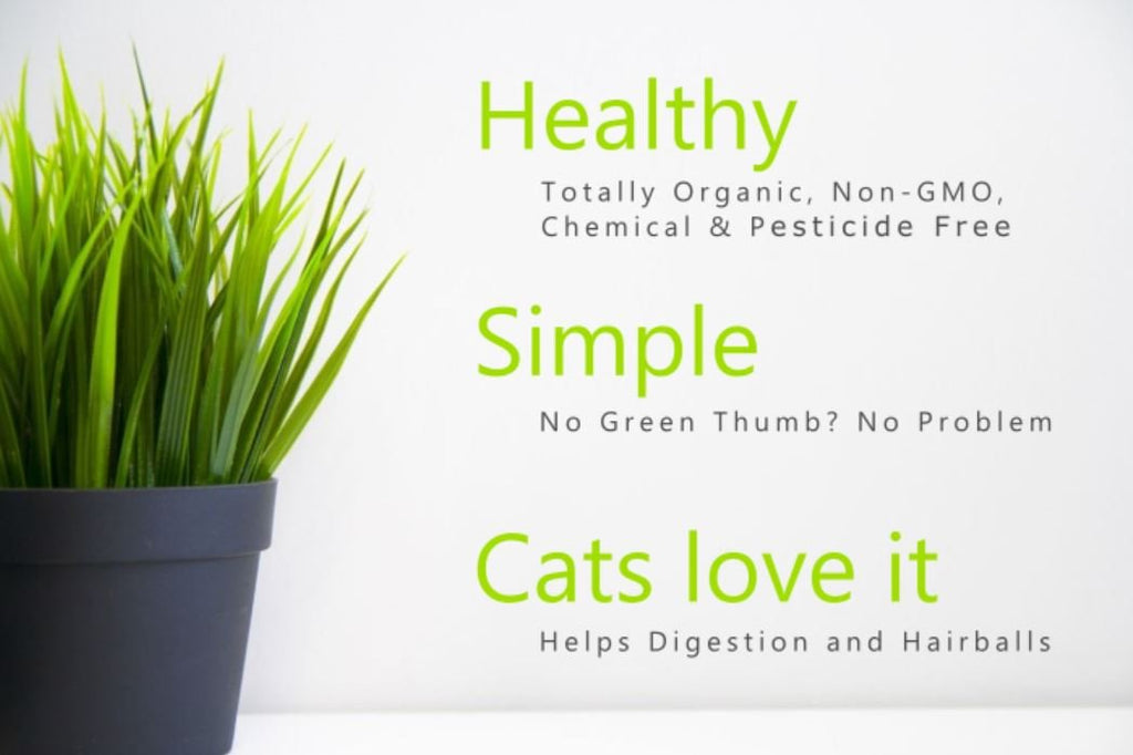 Organic Cat Grass Oat Seeds 4 Ounce M66483