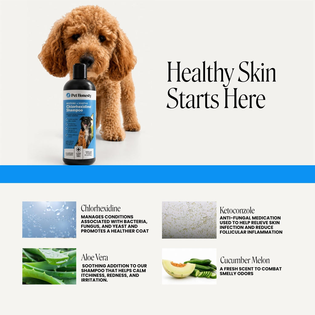Chlorhexidine Dog Shampoo 16oz S737949