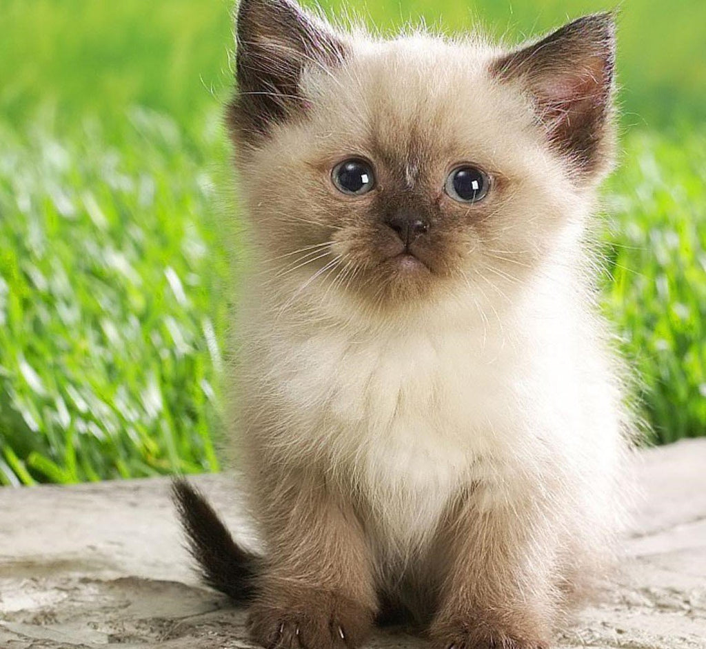 Organic Cat Grass Oat Seeds 4 Ounce M66483