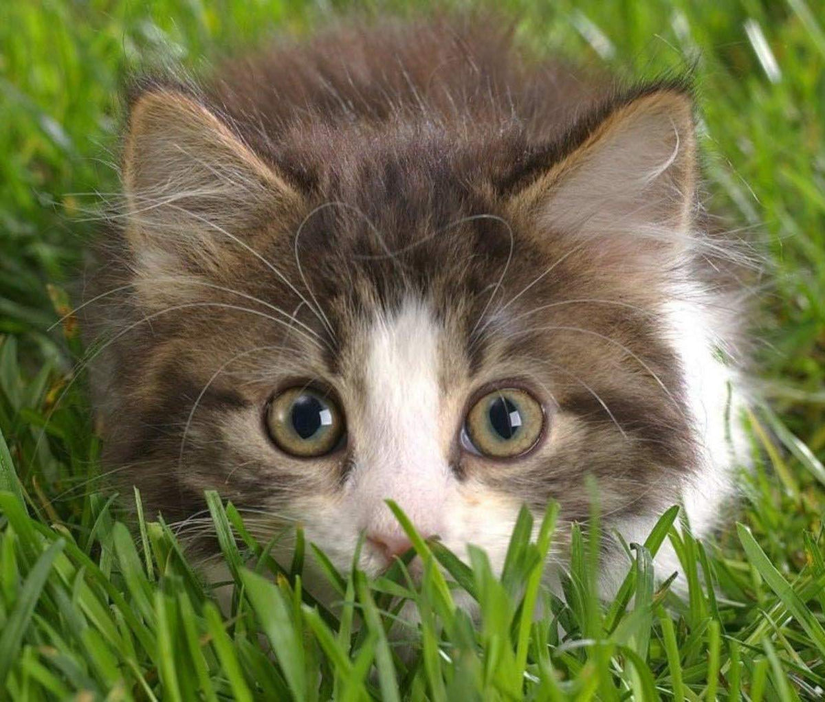 Organic Cat Grass Oat Seeds 4 Ounce M66483