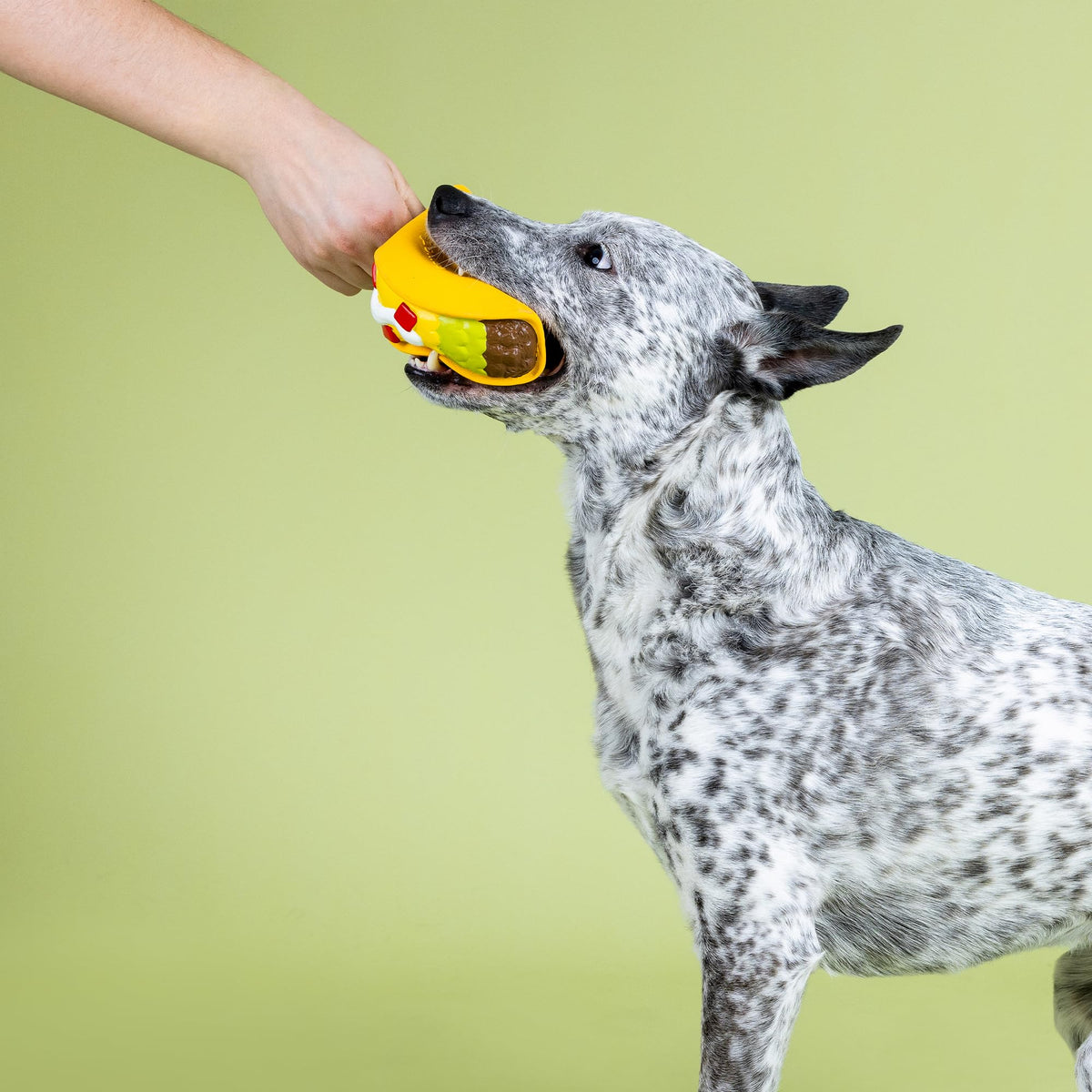 Latex Dog Toy L794