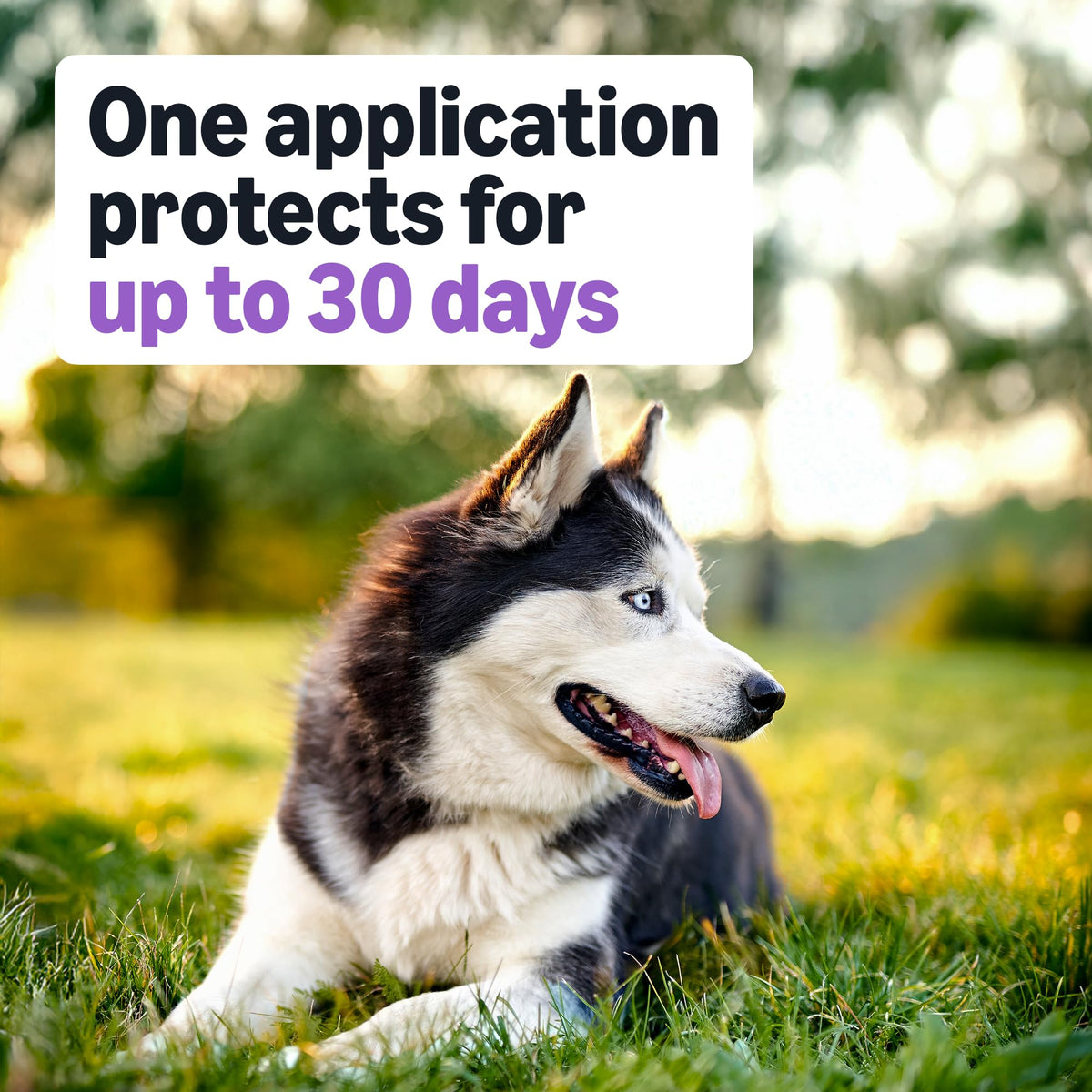 Flea and Tick Topical Treatment for Large Dogs 3 Count R816