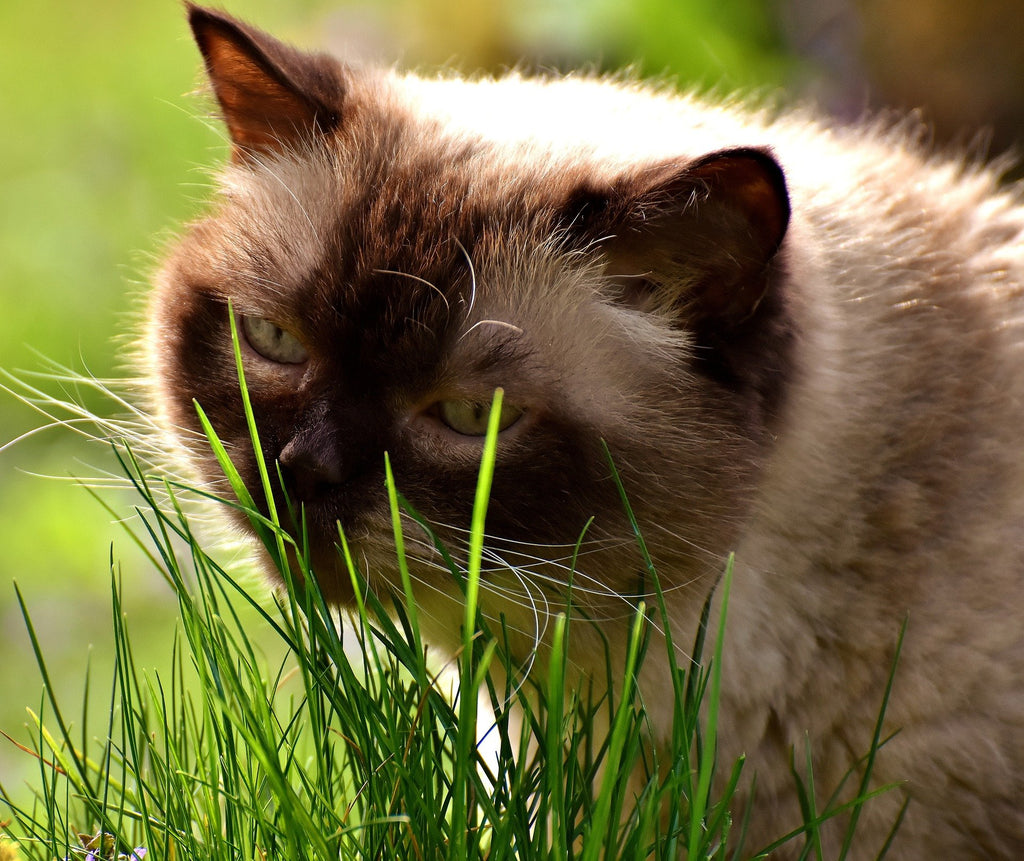 Organic Cat Grass Oat Seeds 4 Ounce M66483