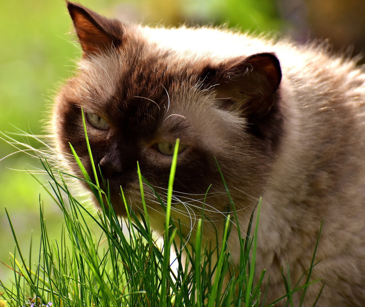 Organic Cat Grass Oat Seeds 4 Ounce M66483