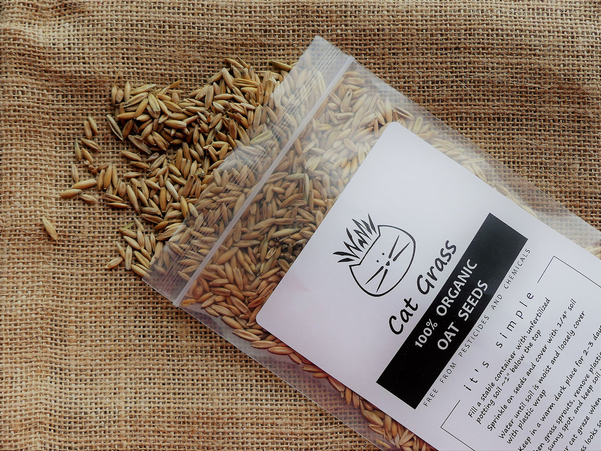 Organic Cat Grass Oat Seeds 4 Ounce M66483