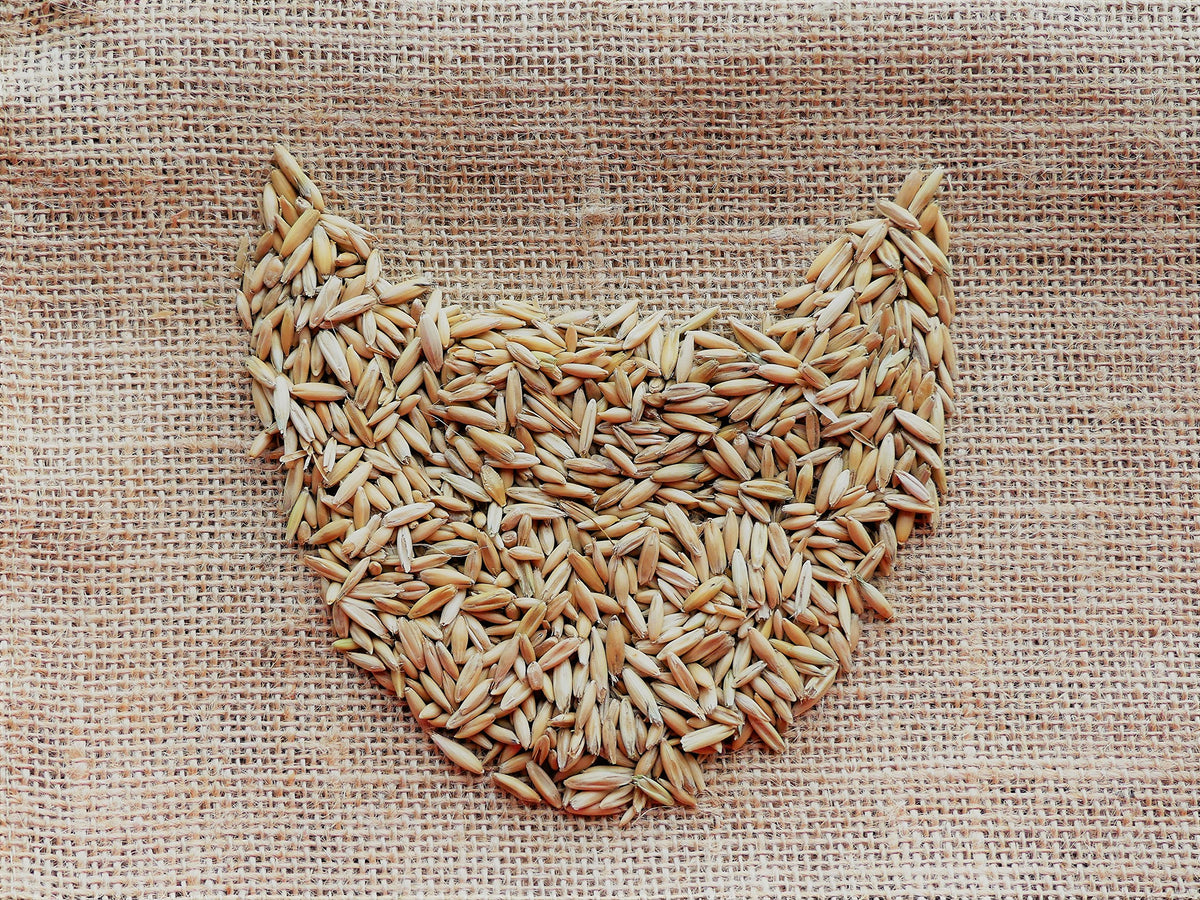 Organic Cat Grass Oat Seeds 4 Ounce M66483